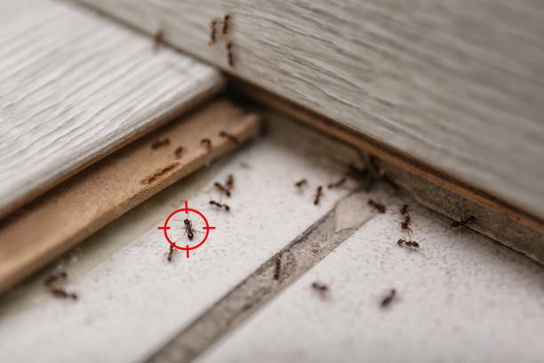 Best Affordable Pest Control Services  in Cody, WY